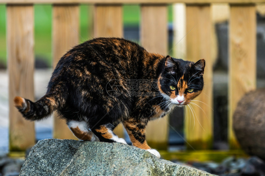 站在石头上黑棕色花纹的猫高清图片下载 正版图片 摄图网