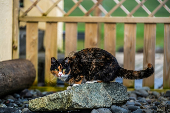 房子外的黑棕色猫动物图片