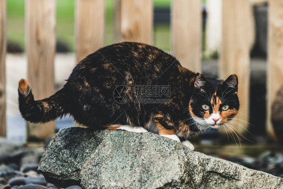 房子外的黑棕色猫动物图片