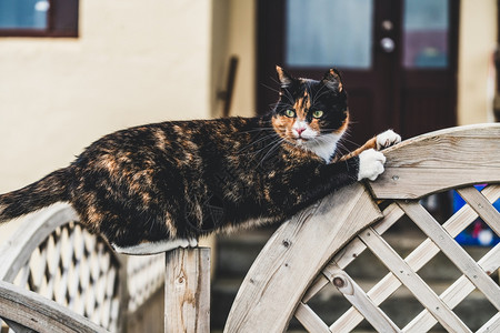 房子外的黑棕色猫动物图片