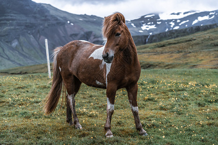 冰地马是在的风景观中冰地马是在当开发的马品种因为冰地法禁止马进口