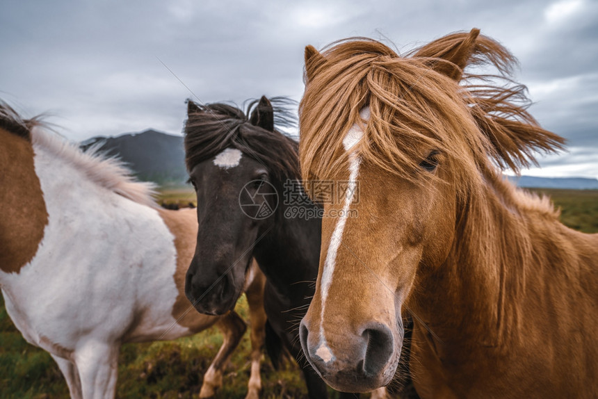 冰地当地开发的马品种冰地马高清图片下载 正版图片 摄图网