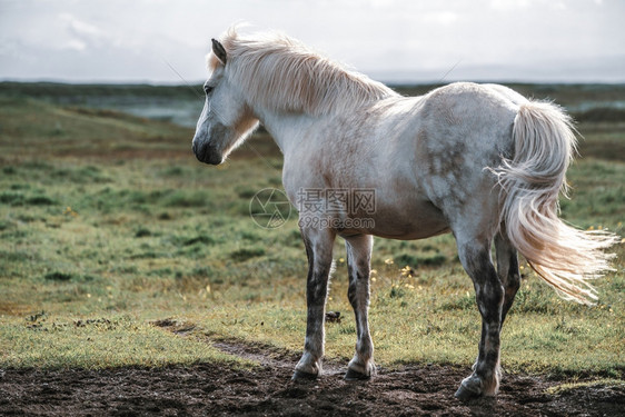 冰地马是在的风景观中冰地马是在当开发的马品种因为冰地法禁止马进口图片