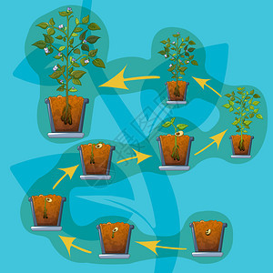 盆栽植物生长过程图片