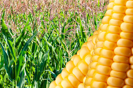 夏日田里成熟的玉米图片