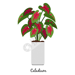 红薯山药花盆里的植物矢量插画设计图片