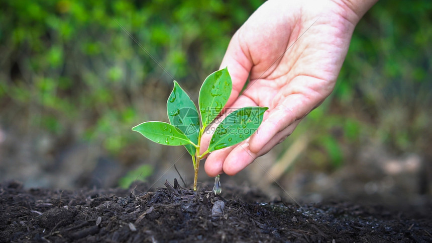 种植园艺和环境保护概念人们照顾早期种植图片