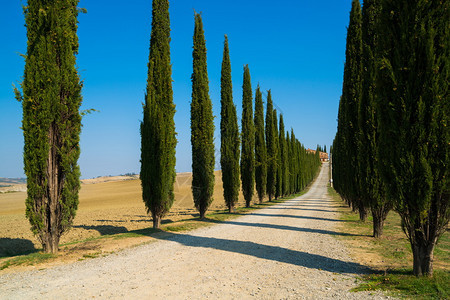 意大利图斯卡尼沿路整齐排列的树图片