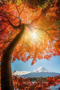 日本秋天的川口湖景色图片