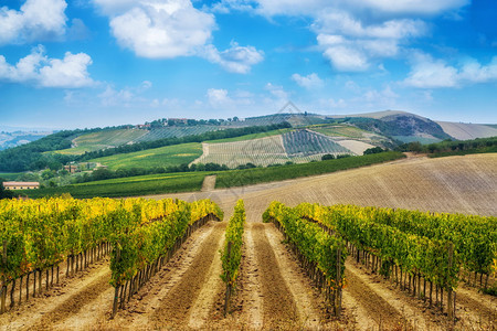 意大利最著名的tuscane葡萄园图片