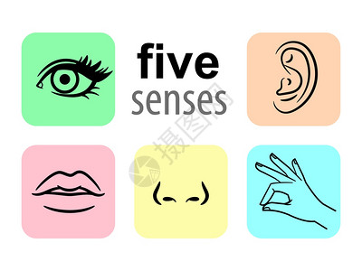 5个人类说明感官矢量说明品味和嗅觉或鼻目触摸感官视觉眼图标听现代线象形图感官标矢量说明图片