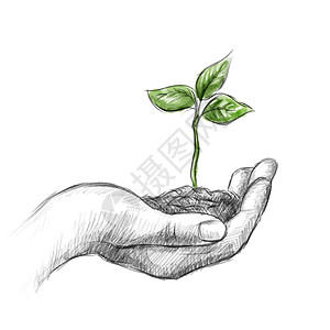 生态 绿色 环保在手中发芽的小树苗插画