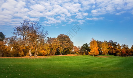 秋天公园的绿草地和多彩的树叶图片