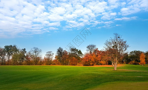 秋天公园的绿草地和红树叶图片