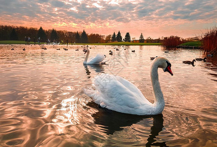 公园池塘中游泳的白天鹅背景图片