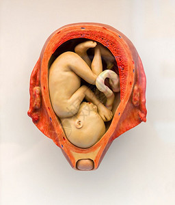 胚胎产生信息海报胚胎发育怀孕期胎儿胚背景图片