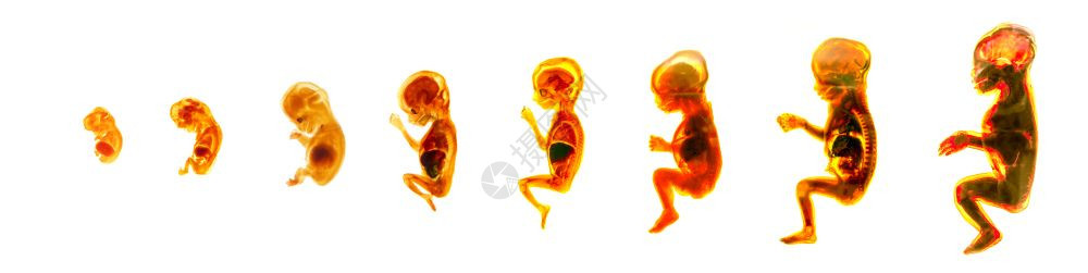 人类胚胎发育期生殖周胚胎产生信息海报胚胎发育期怀孕背景图片