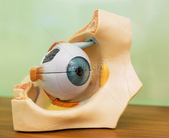 人类眼解剖塑料模型图片