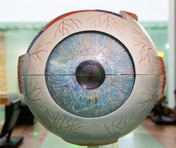 人类眼解剖塑料模型图片