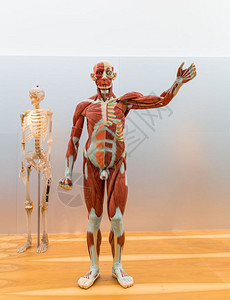 男人体的解剖模型和骨架肌肉系统图片
