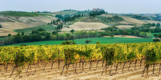 在意大利的tuscane葡萄园里tuscan葡萄园是意大利最著名的葡萄酒所在地图片