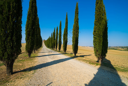 意大利图斯卡尼沿路的风景图片