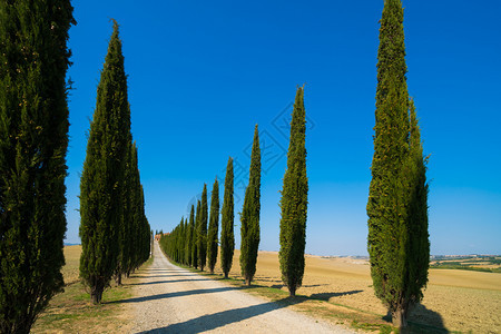 意大利图斯卡尼沿路的风景图片