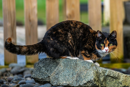 房子外的黑棕色猫图片