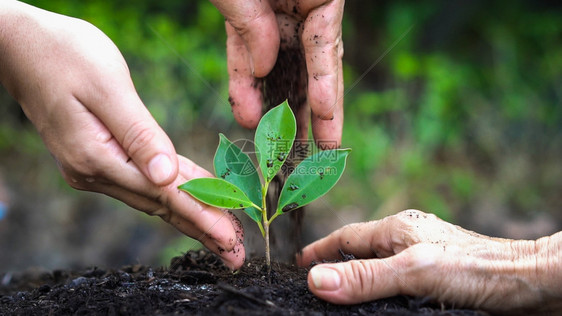 人们种植树苗和环境保护概念图片