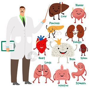 内器官脑和胃大心脏可爱医生和人体内器官图片