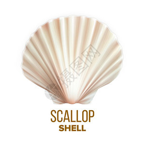 餐饮食用美味海产品概念模拟现实的3d插图扇贝海洋软体动物保护矢量图片