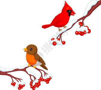 树上可爱的知更鸟和红雀图片