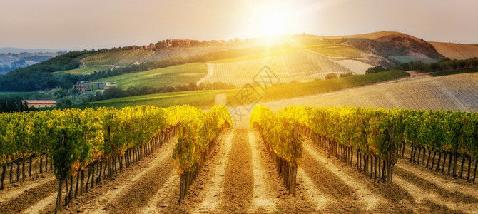 葡萄园是意大利最著名的葡萄酒所在地图片