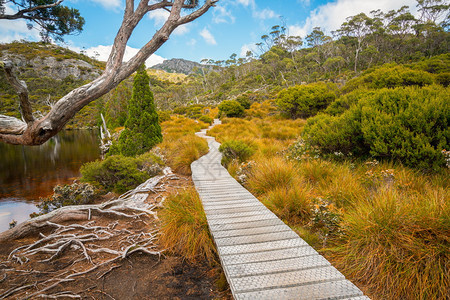 澳洲塔斯马尼亚州摇篮山公园自然景观图片