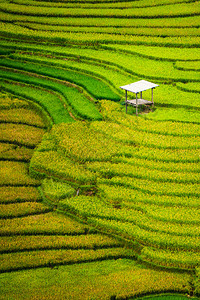 梯田的稻草景观图片