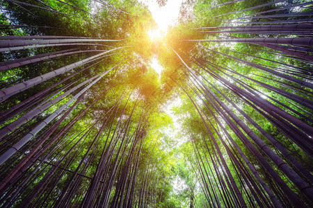 日本京都有名亚拉什山竹林图片