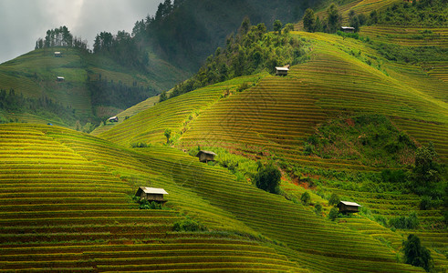 在vietnam的sp附近有梯田的稻景观mucanghi稻田横跨山坡层无穷尽约有20公顷稻田梯其中50公顷是3个乡镇的梯田如大棕背景图片