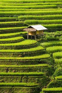 在vietnam的sp附近有梯田的稻景观mucanghi稻田横跨山坡层无穷尽约有20公顷稻田梯其中50公顷是3个乡镇的梯田如大棕图片