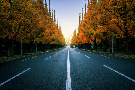 在秋天有树木边路的美丽道直有自然坠落背景高清图片