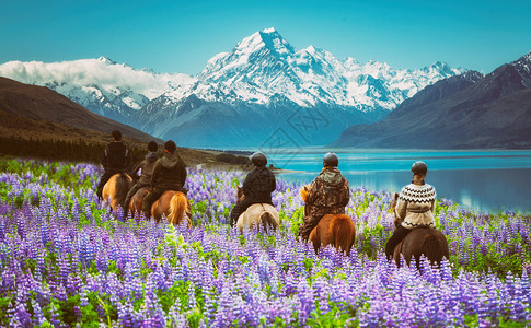 旅客们在新西兰花园中园骑马图片