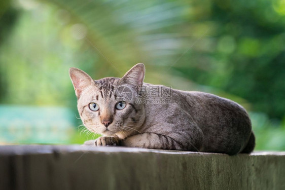 灰色条纹猫在看镜头图片