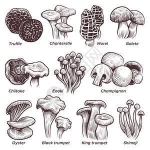 手绘蘑菇菜图片