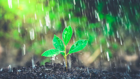 人们种植树苗和环境保护概念图片