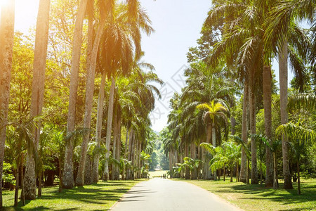 道路两旁的椰子树图片