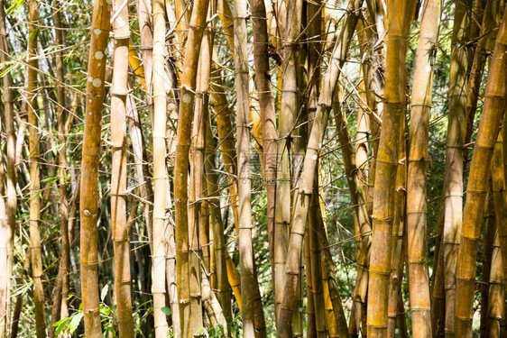 森林里的竹子图片