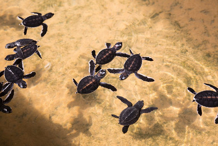 水中新生的海龟中新生的龟中新生的龟图片