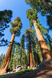 自然公园高大的树木图片