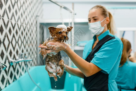 美容师正在给小狗洗澡图片