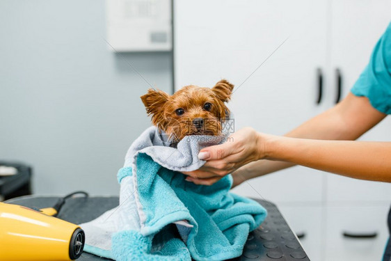 美容师正在给小狗擦毛发图片