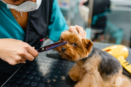 美容师正在给小狗修剪毛发图片